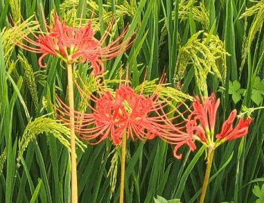 ڴˮ缸