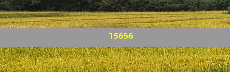 15656