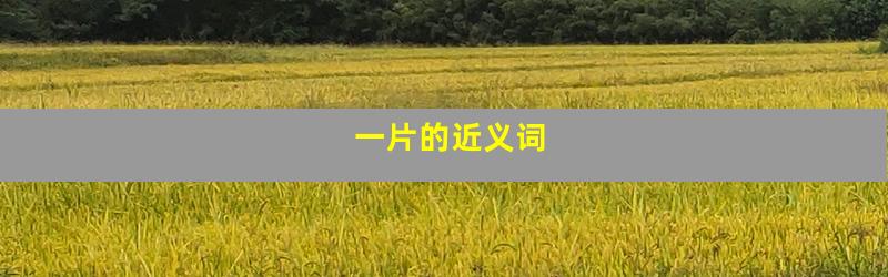 一片的近义词