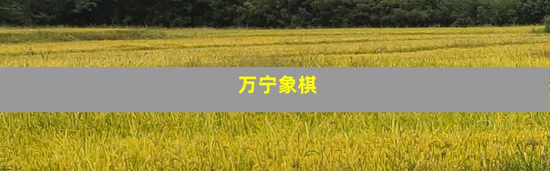 万宁象棋
