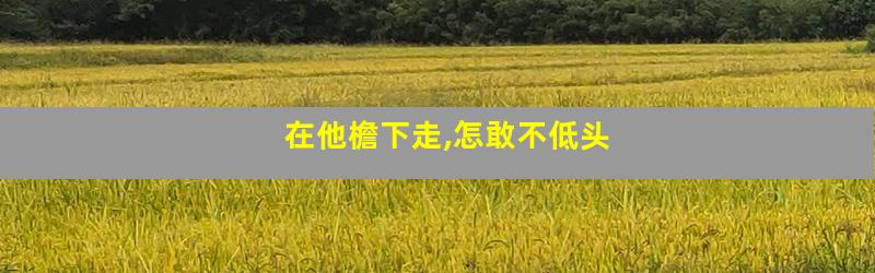 在他檐下走,怎敢不低头