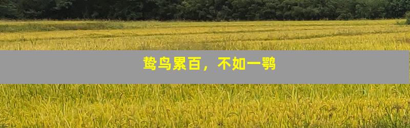 鸷鸟累百，不如一鹗