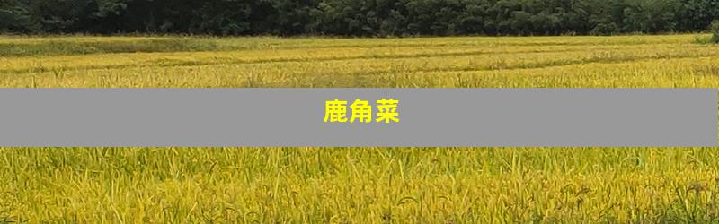 鹿角菜